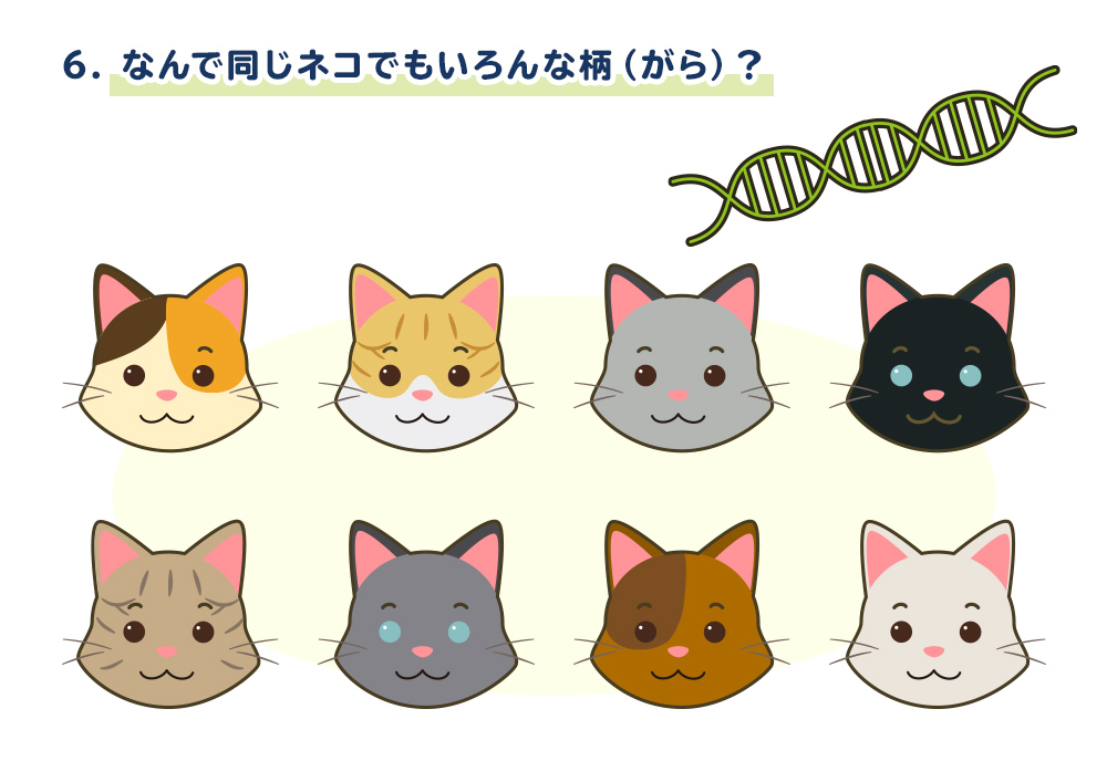 6 なんで同じネコでもいろんな柄 がら バイオキッズ
