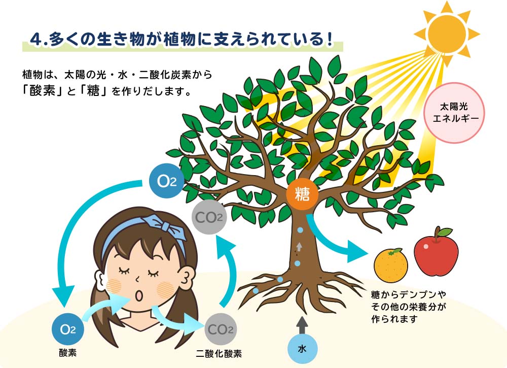 2 4 多くの生き物が植物にささえられている バイオキッズ