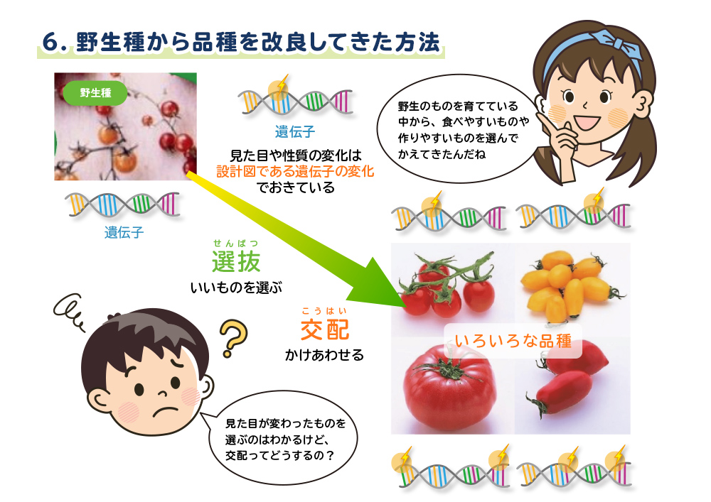 6 野生種から品種を改良してきた方法 バイオキッズ