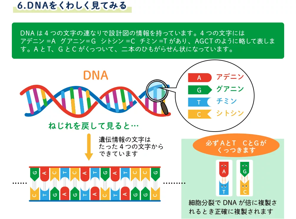 6.DNAをくわしく見てみる | バイオキッズ