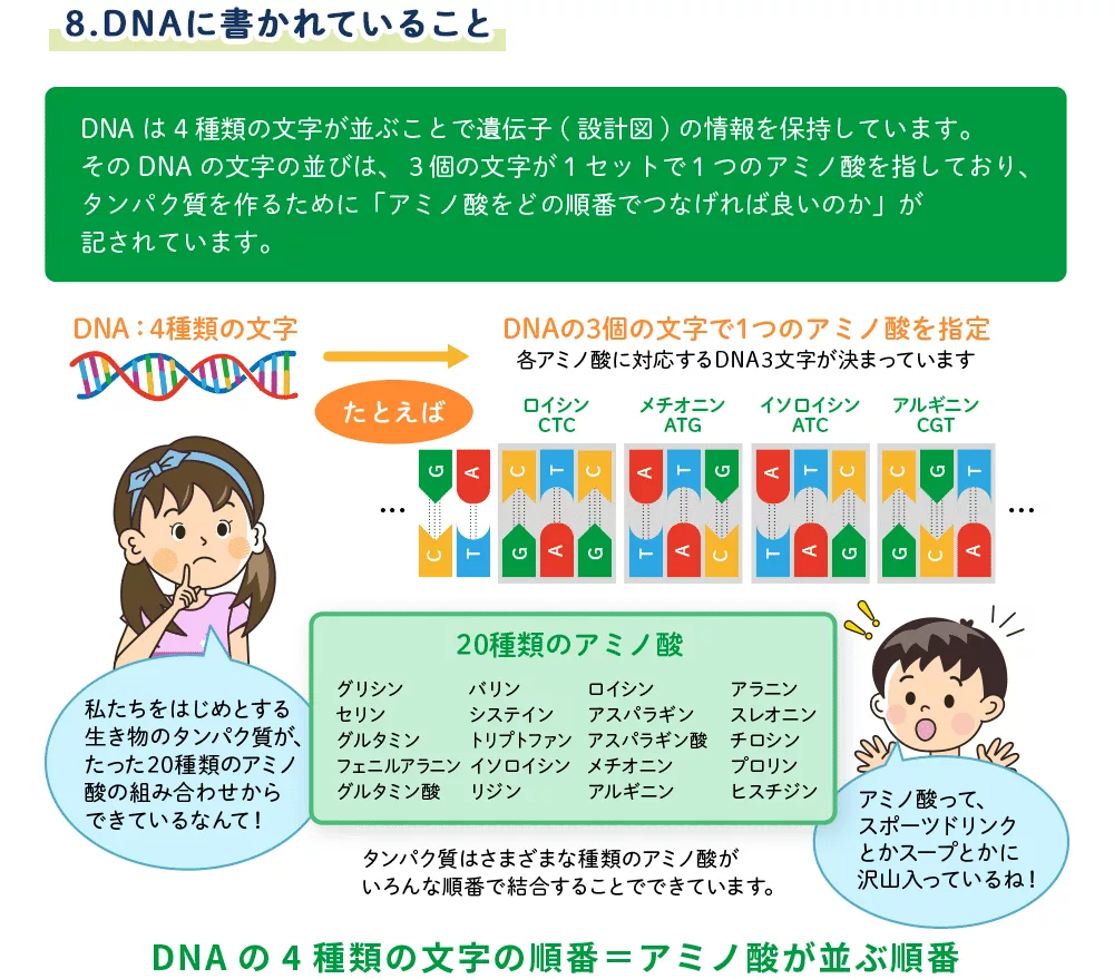 8.DNAに書かれていること | バイオキッズ