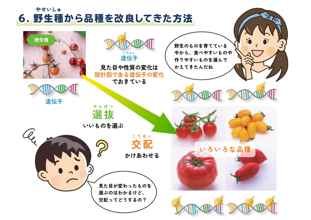 3 6 野生種から品種を改良してきた方法 バイオキッズ