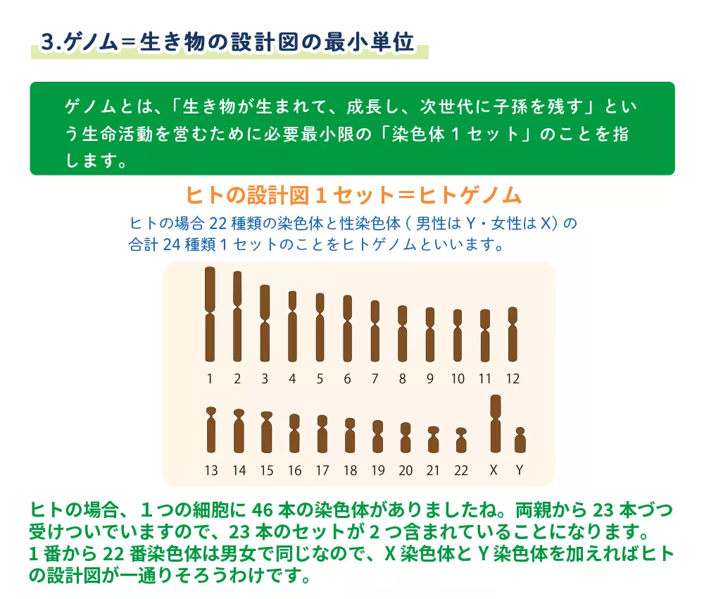 3.ゲノム＝生き物の設計図の最小単位 | バイオキッズ