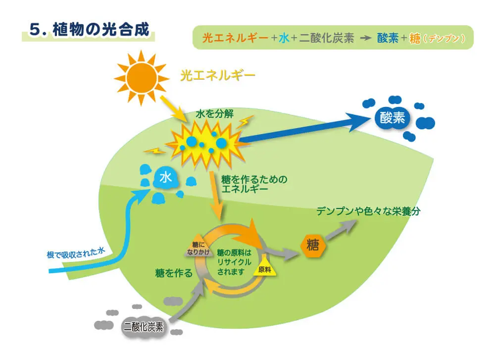 2 5 植物の光合成 バイオキッズ