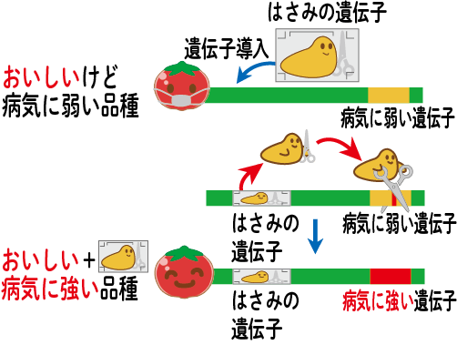 最新バイオテクノロジーを使った品種改良－ゲノム編集技術を用いた品種