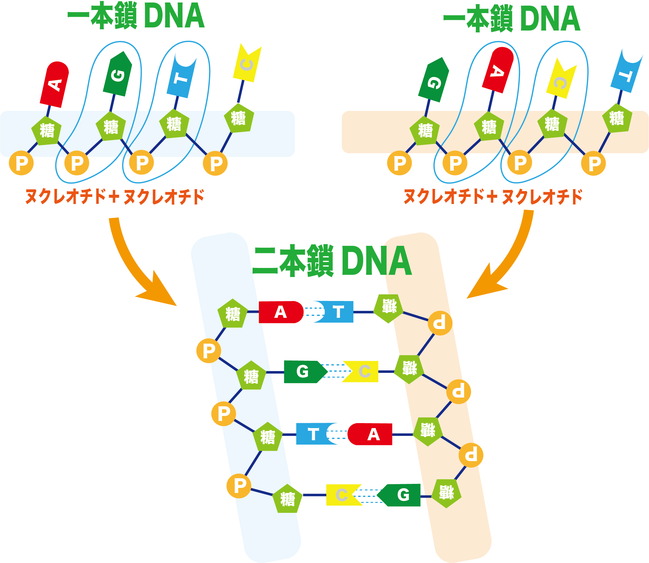 一本鎖DNAが塩基で繋がり二本鎖DNAになる