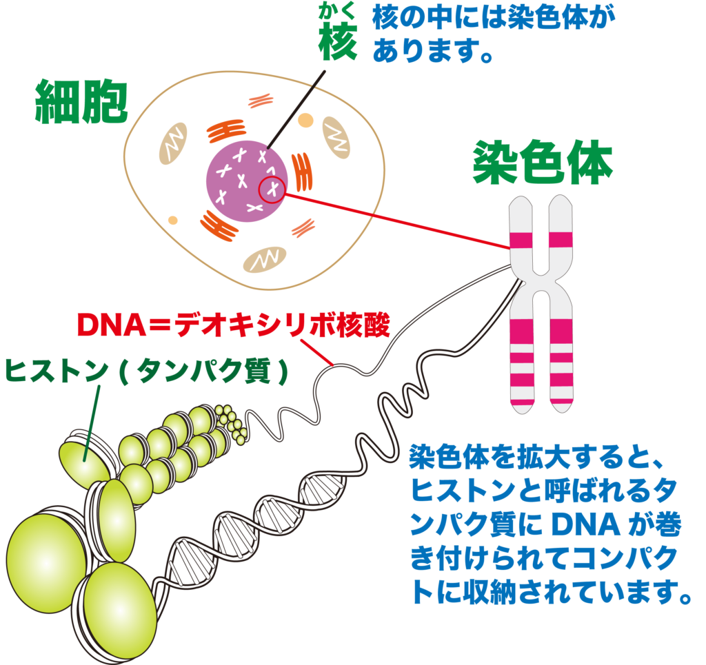いちから分かる！「ゲノムの正体を探る」 | バイオステーション