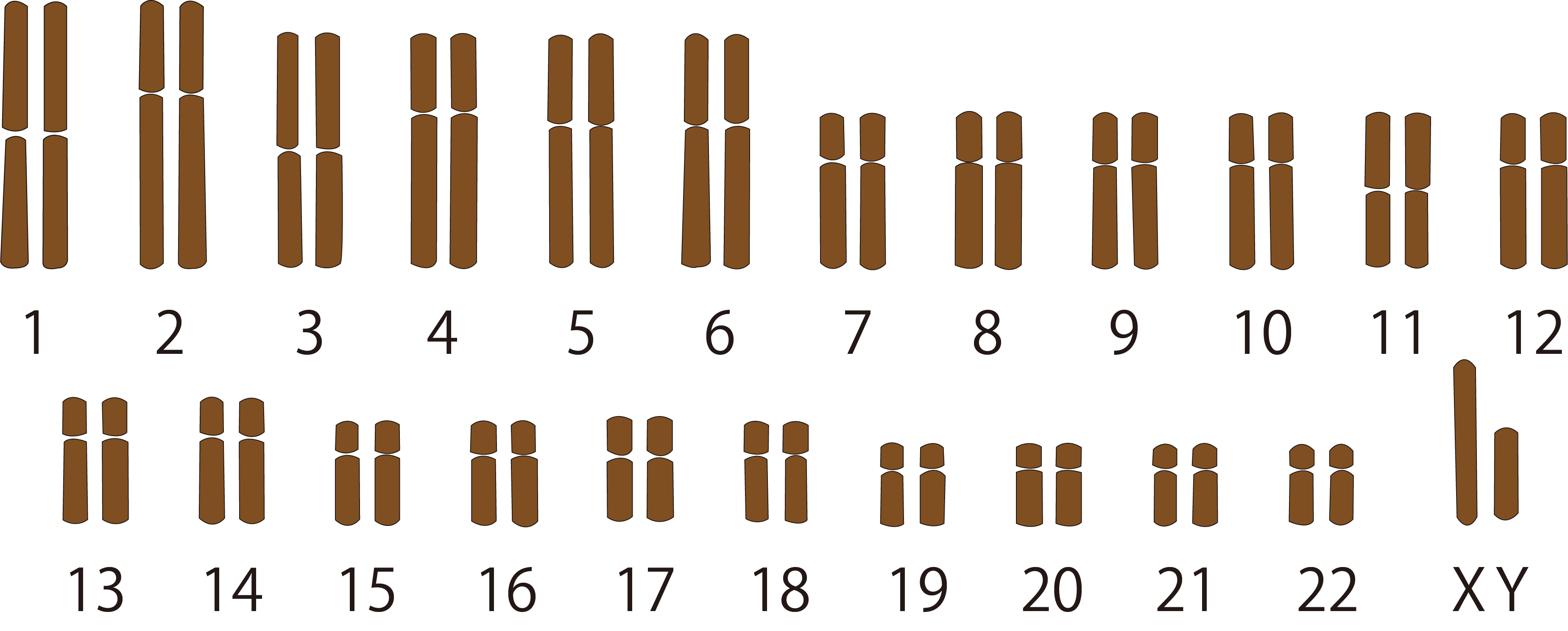 ヒトの染色体の数