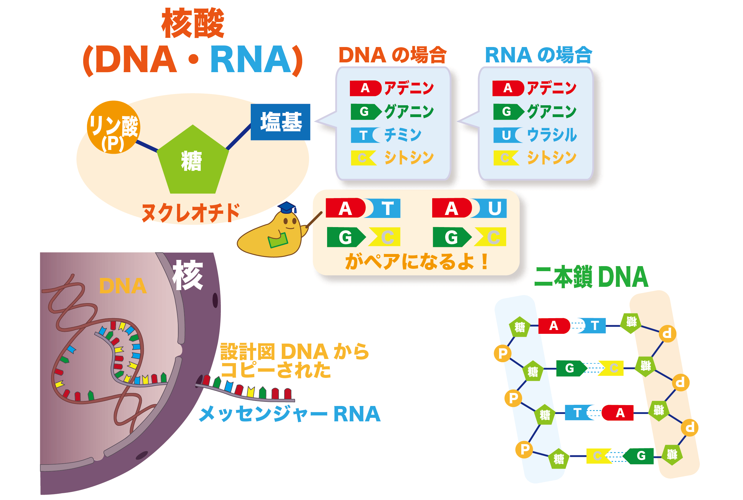 いちから分かる ゲノムの正体を探る バイオステーション