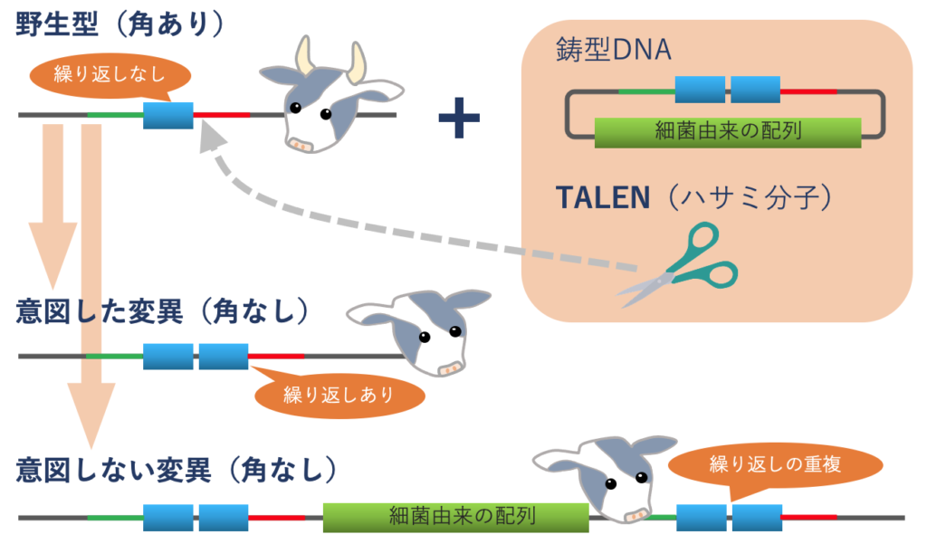 ゲノム編集技術でホルスタイン種の角なしと生産性を両立 | バイオ