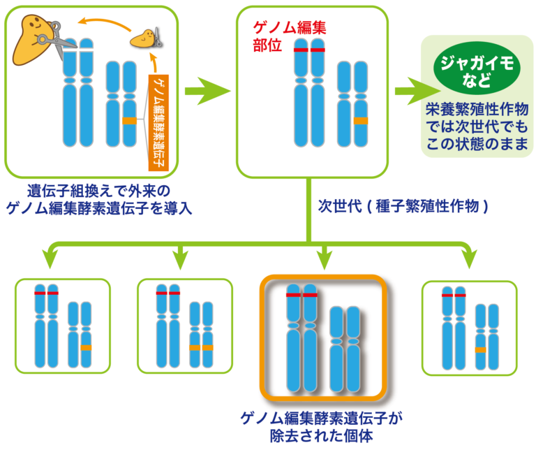ウイルスを「運び屋」にした新しいゲノム編集 ～植物にDNAを導入せずにゲノムを編集～ | バイオステーション