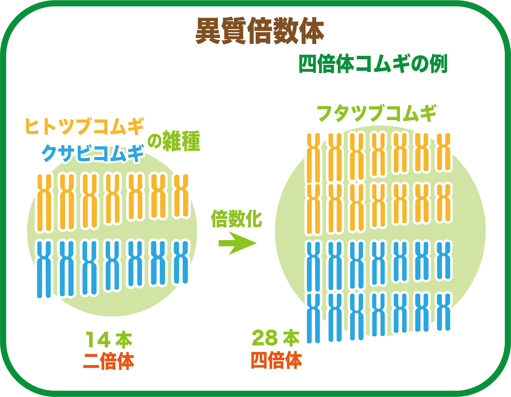 【中古】コムギ遺伝資源の品種特性 コムギのゲノム配列の概要解読に成功 －コムギの新品種開発の加速化に