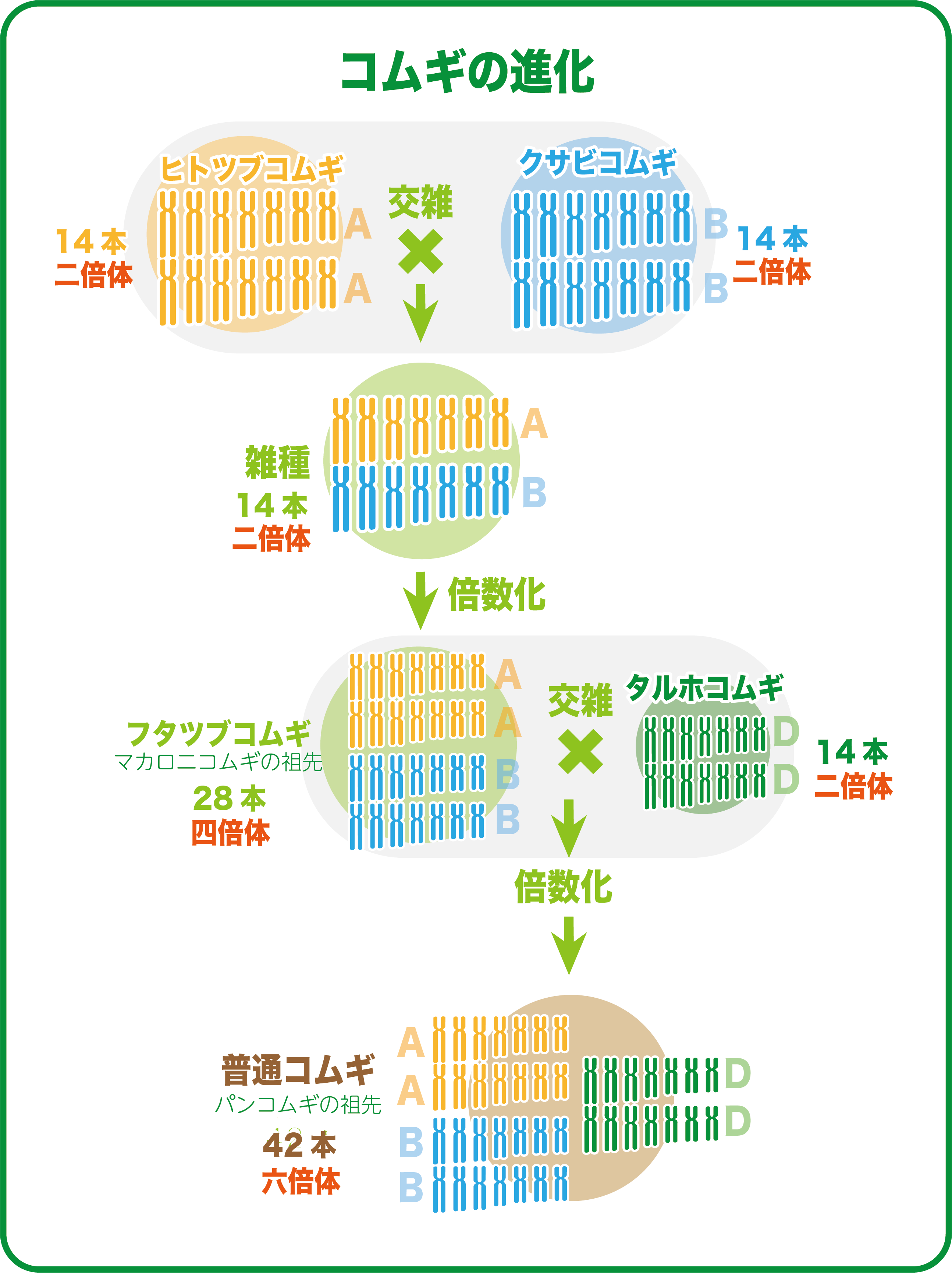 コムギの進化 | バイオステーション