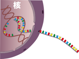 いちから分かる タンパク質は Dnaの暗号 からできている バイオステーション