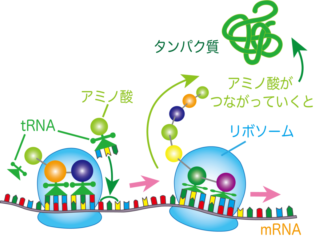 いちから分かる！タンパク質は「DNAの暗号」からできている | バイオ