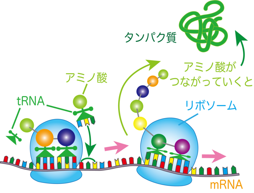 いちから分かる！タンパク質は「dnaの暗号」からできている バイオステーション