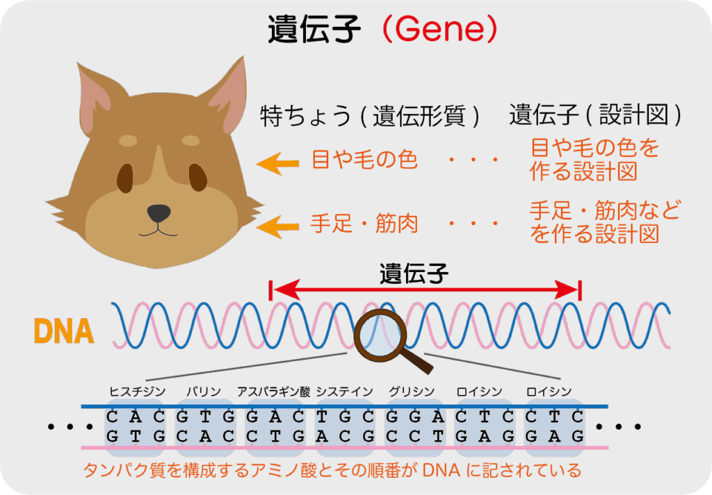 用語集 | バイオステーション