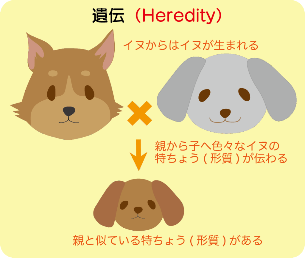 家畜ゲノム解析と新たな家畜育種戦略/畜産技術協会/動物遺伝育種シンポジウム組織委員会（単行本） 家畜ゲノム解析と新たな家畜育種戦略/畜産技術協会/動物遺伝育種