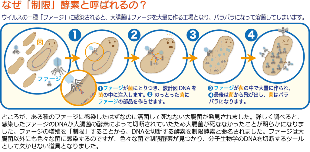 上品なブランド コムギの進化 バイオステーション | 自然科学と技術