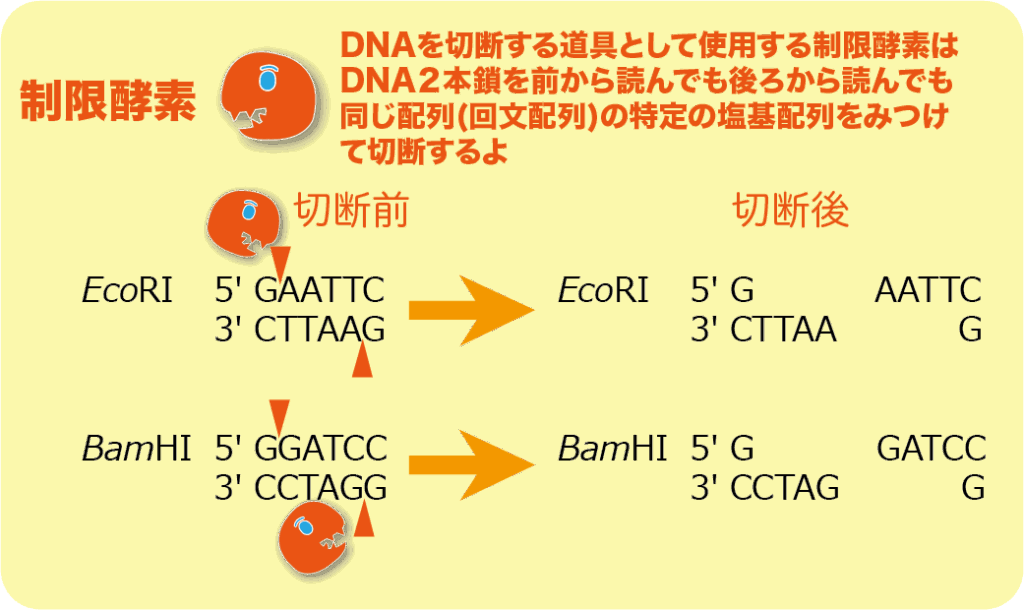 用語集 | バイオステーション